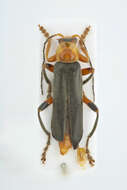 Image of Cantharis livida