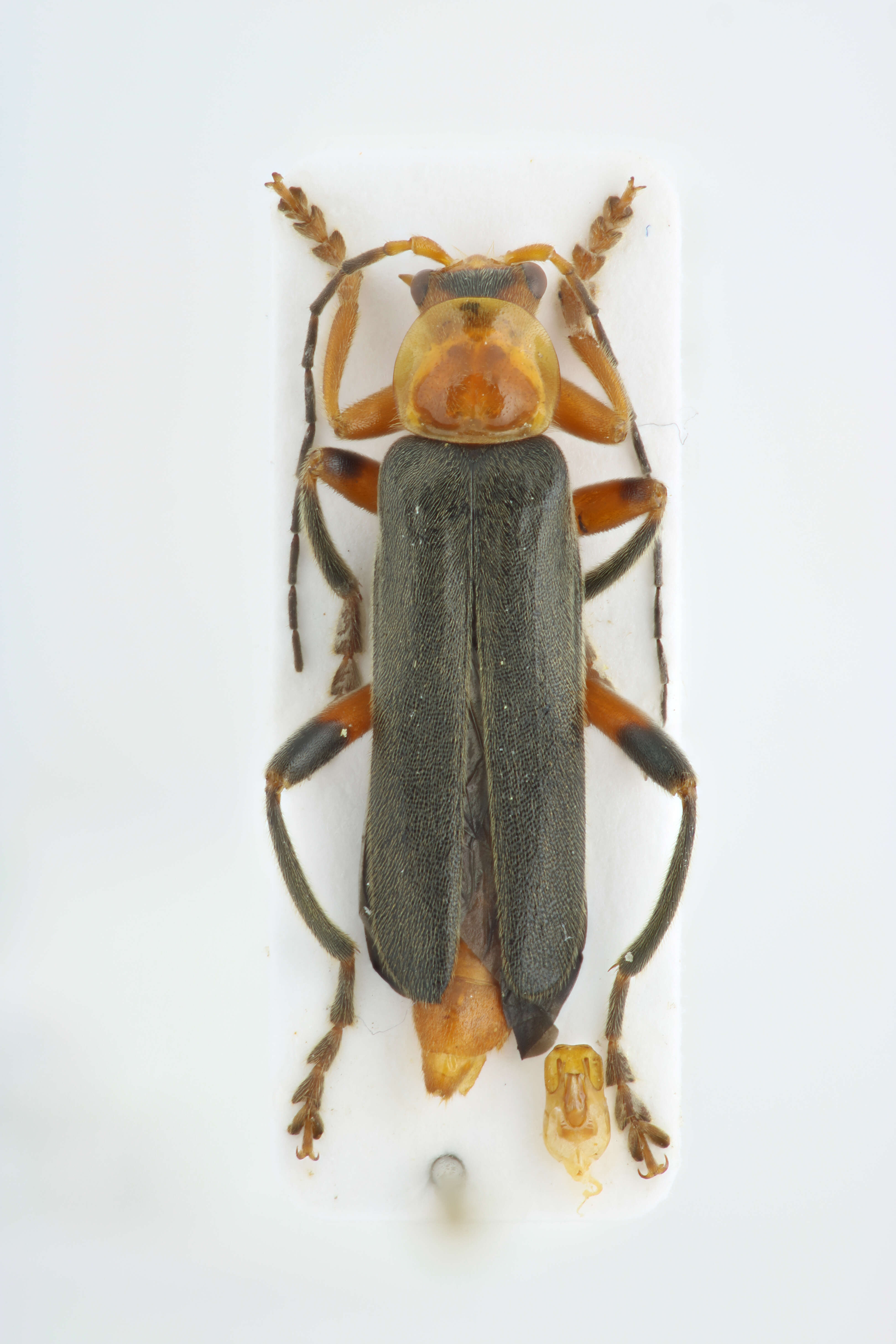 Image of Cantharis livida