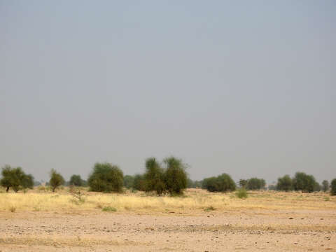 Image of Great Indian Bustard