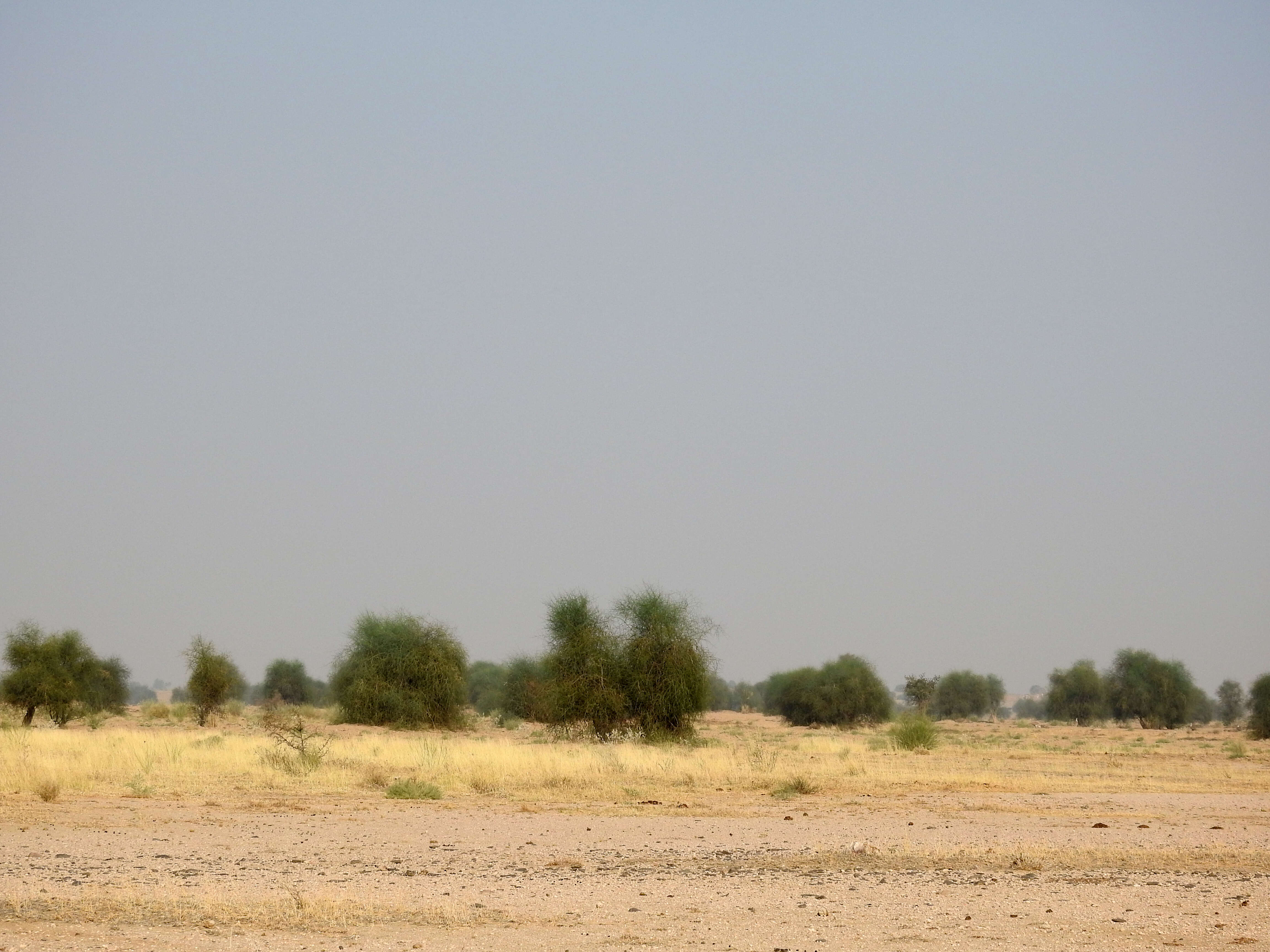 Image de Outarde à tête noire