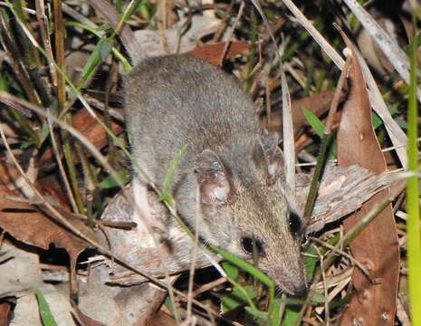 Image of Common Dunnart