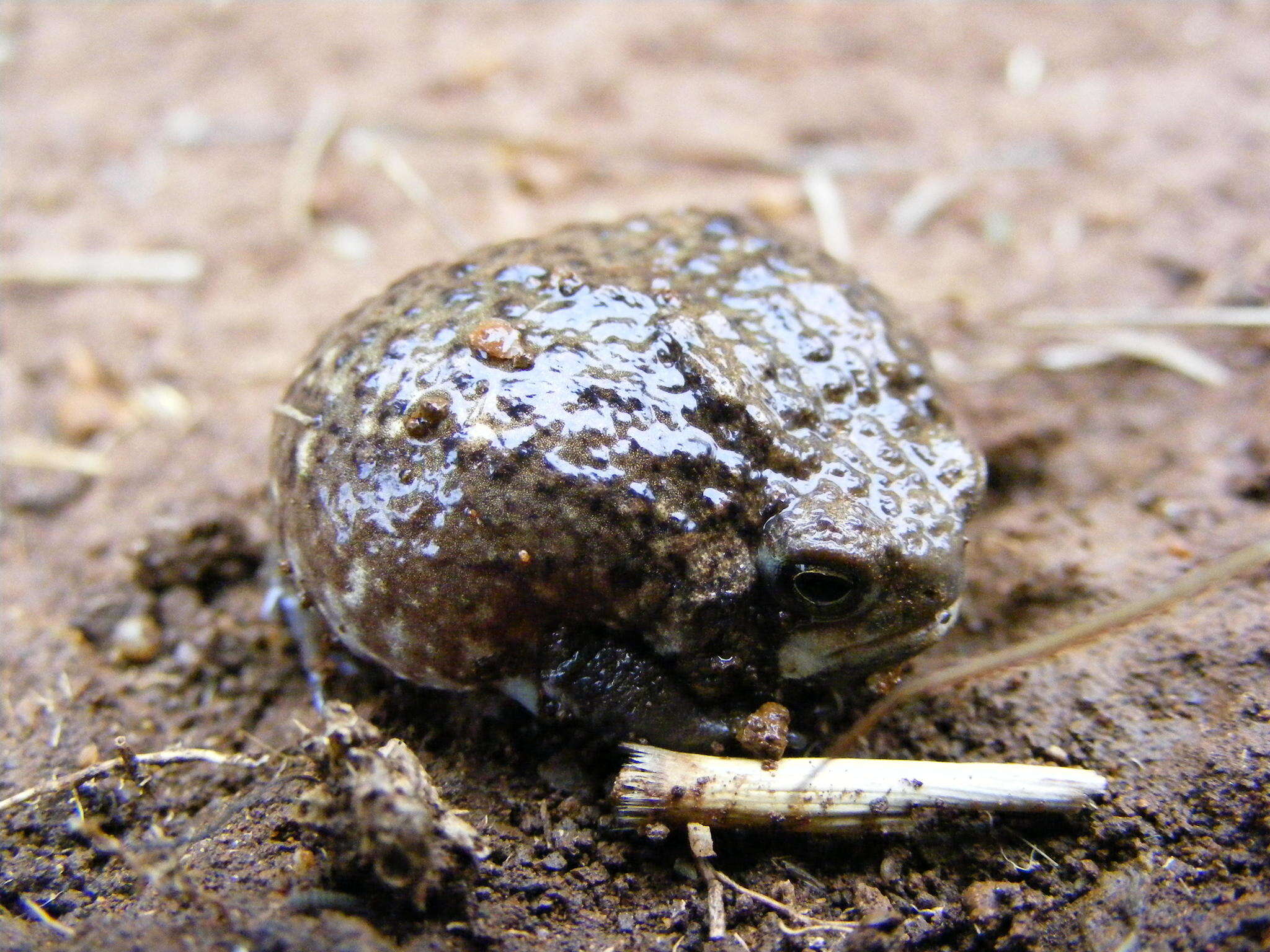 Image of Plaintive Rain Frog