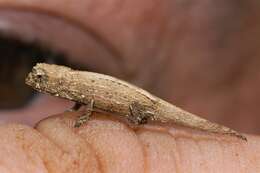 Image of Mount d'Ambre Leaf Chameleon