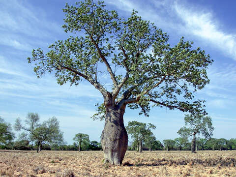 Image of ceiba