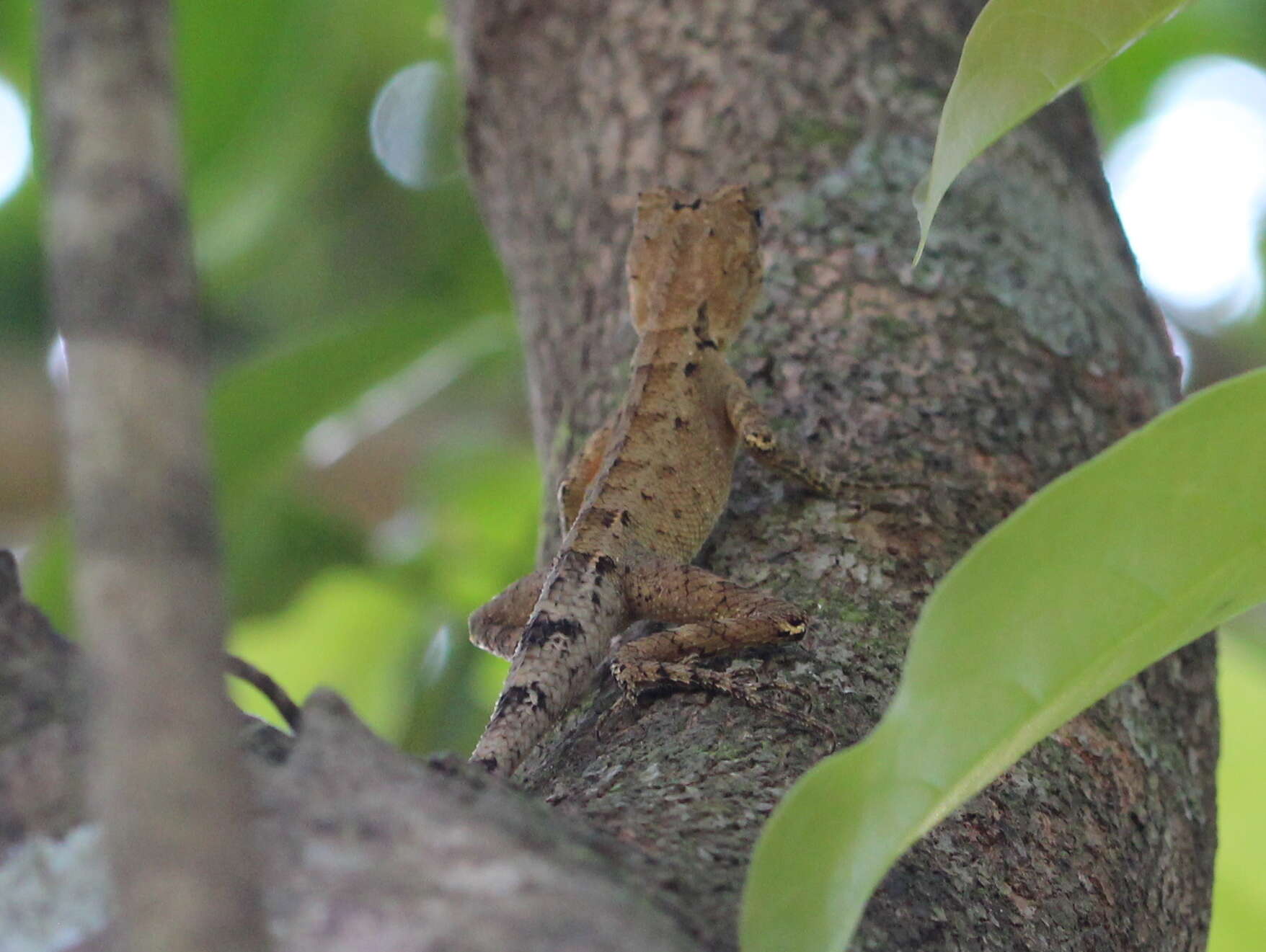 Image of Indian flying lizard