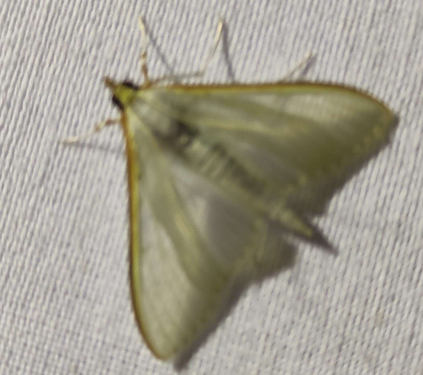 Image of Palpita vitrealis Rossi 1794