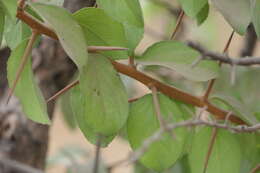 Image of governor's plum