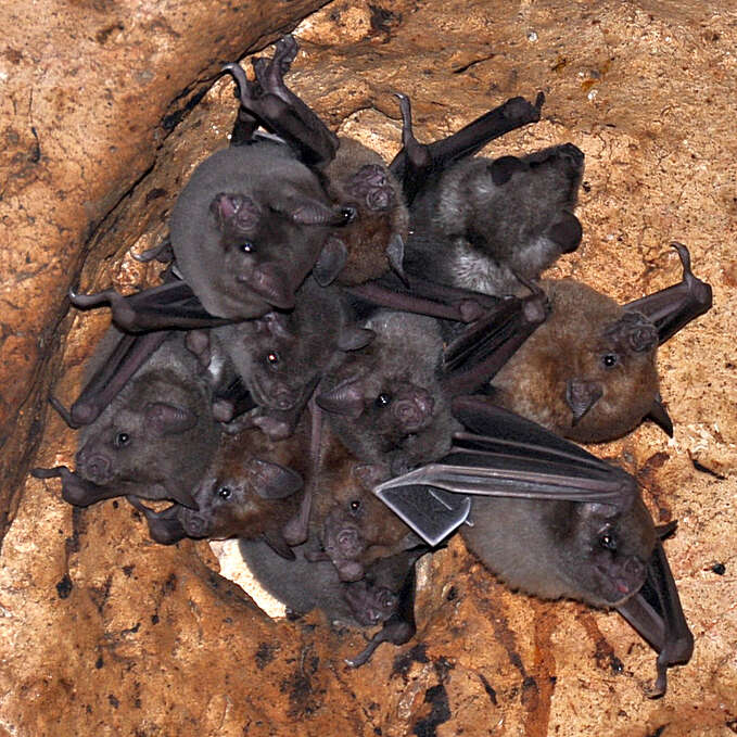 Image of Antillean Fruit-eating Bat