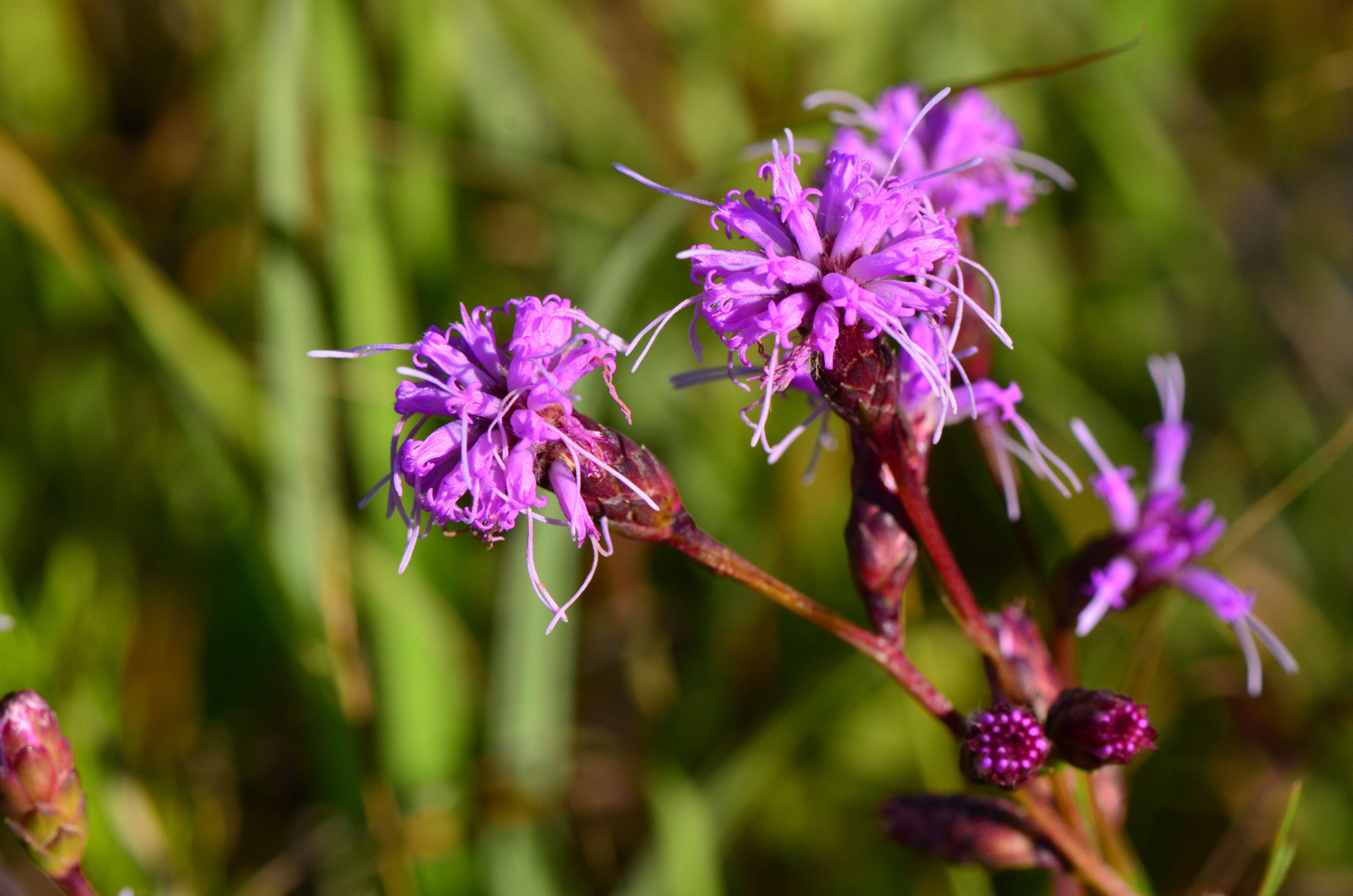 Слика од Liatris cylindracea Michx.