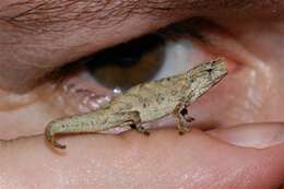 Image of Mount d'Ambre Leaf Chameleon