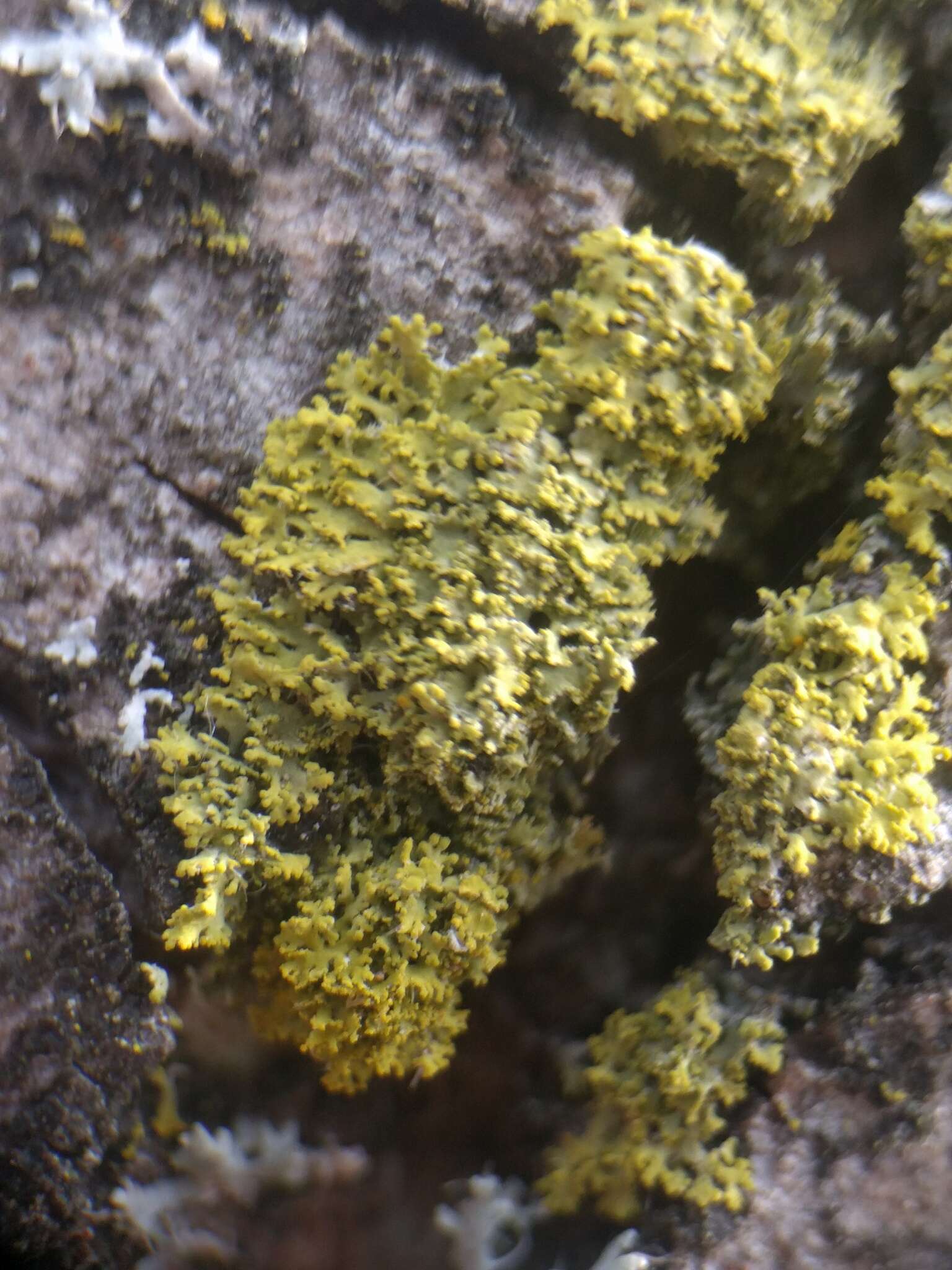 Image of lemon lichen