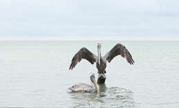 Image of California brown pelican