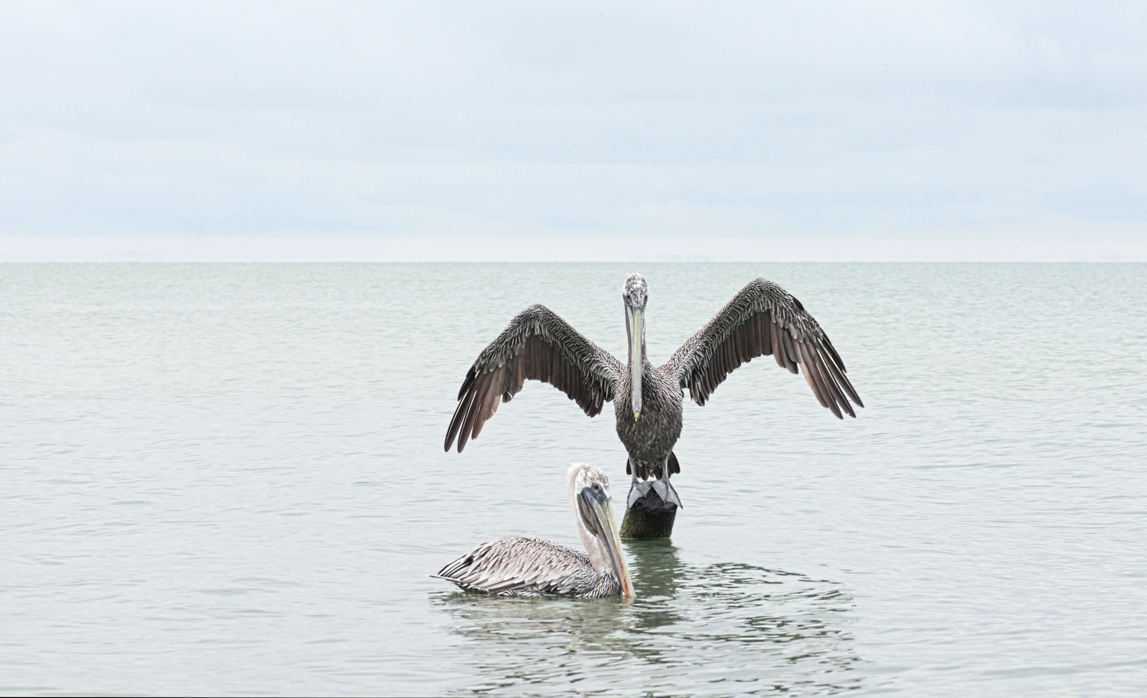 Image of California brown pelican