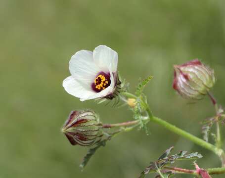 Image of flower of an hour