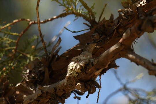 Image of Black-chinned Hummingbird