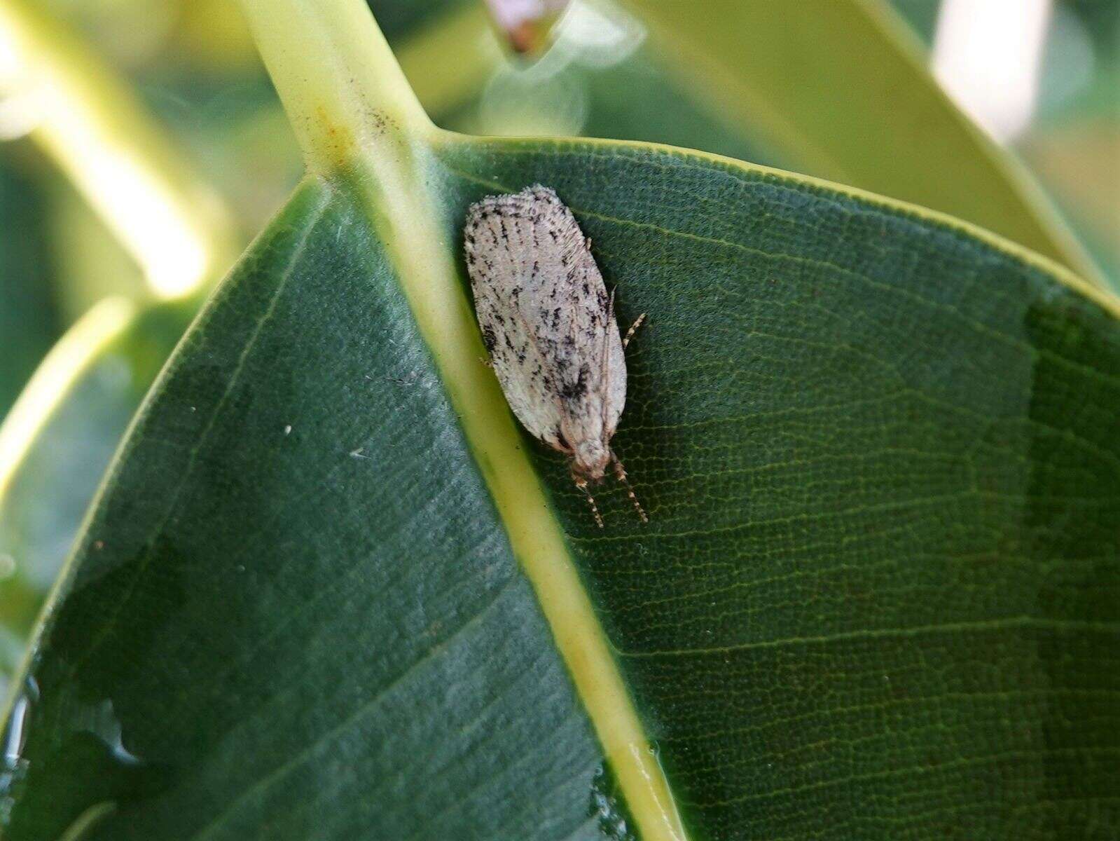 Image of Phaeosaces compsotypa