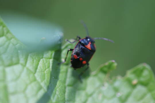 Image of <i>Eurydema oleracea</i>