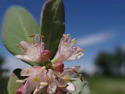 Image of western snowberry