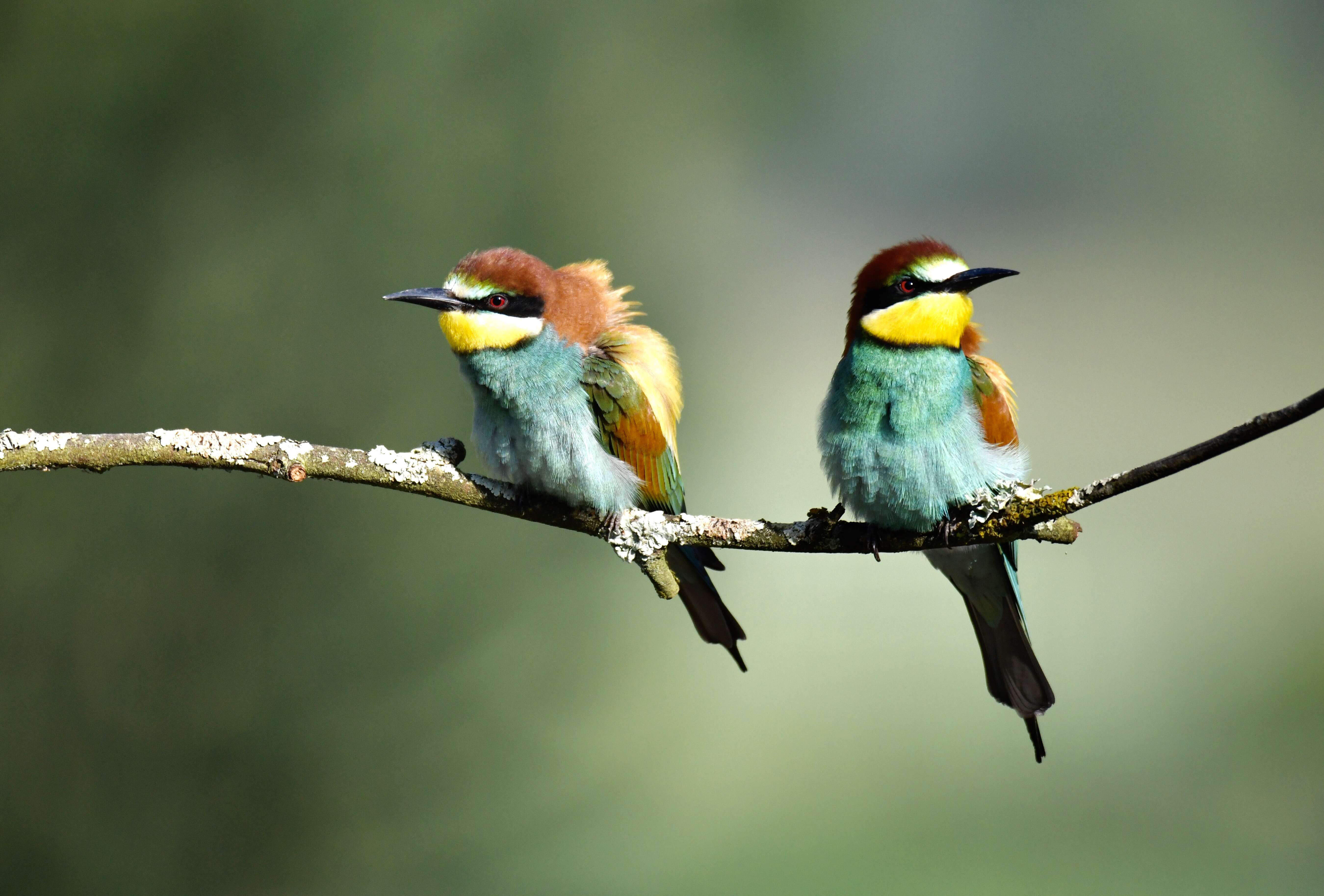 Image of bee-eater, european bee-eater