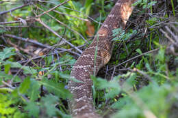 Image of Red Diamond Rattlesnake