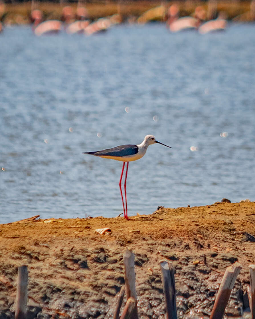 Image of Black-winged Stilt