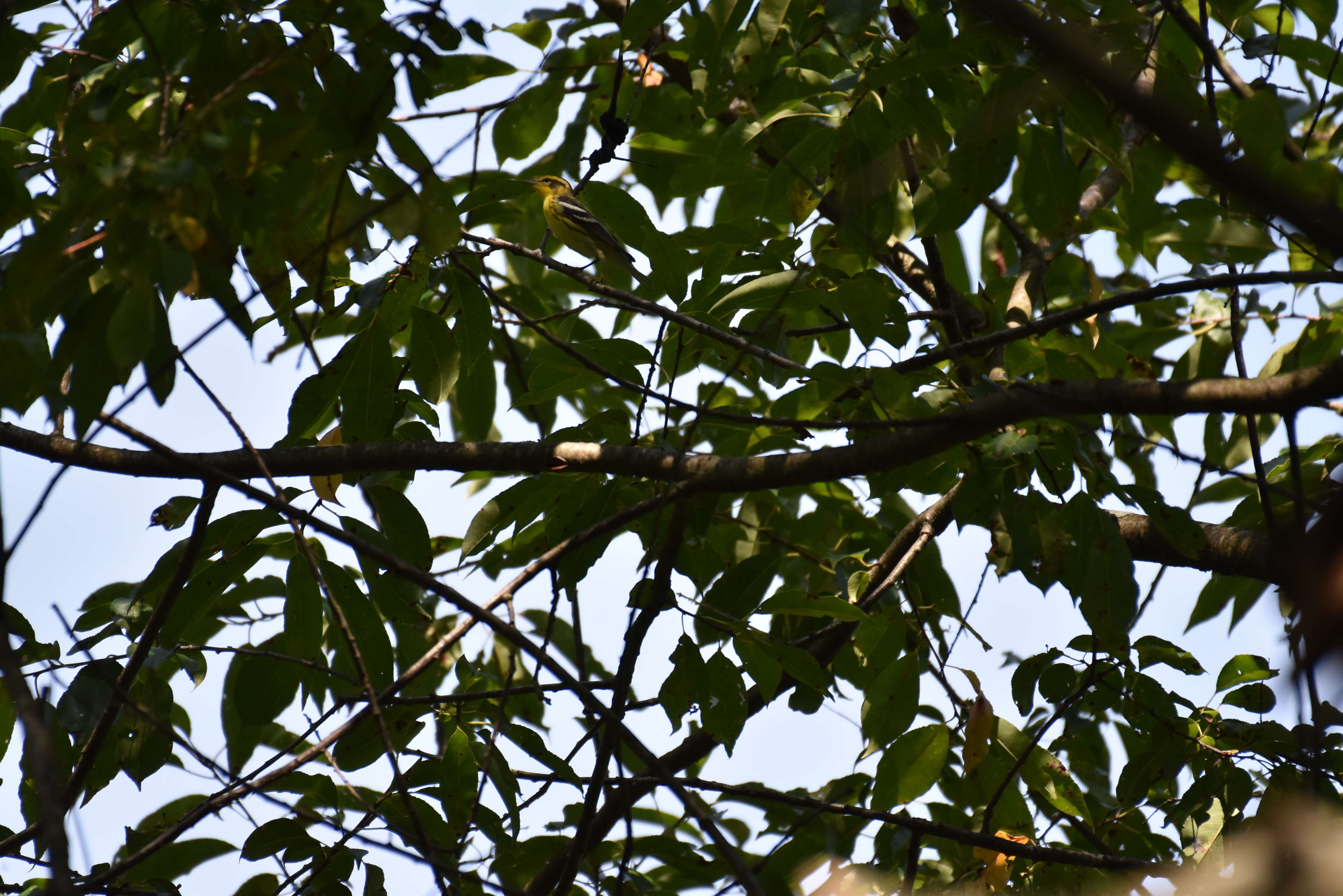 Image of Blackburnian Warbler