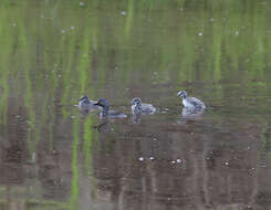 Imagem de Tachybaptus dominicus (Linnaeus 1766)