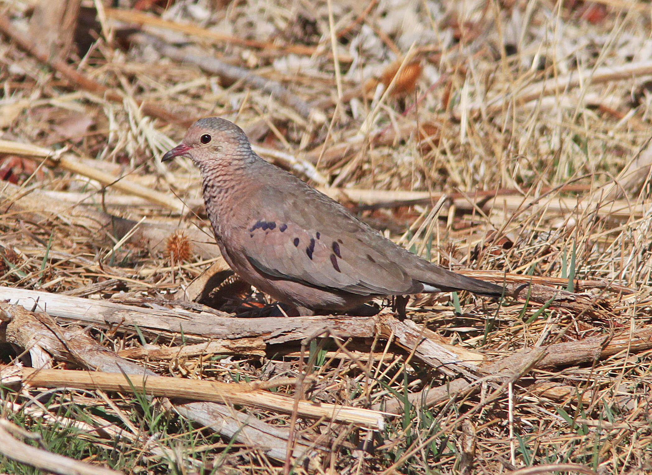 Image of Common Ground Dove