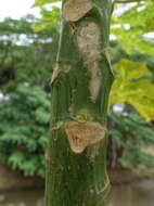 Image of Papaya ringspot virus