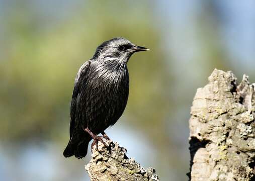 Imagem de Sturnus unicolor Temminck 1820