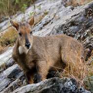 Image of Himalayan Goral