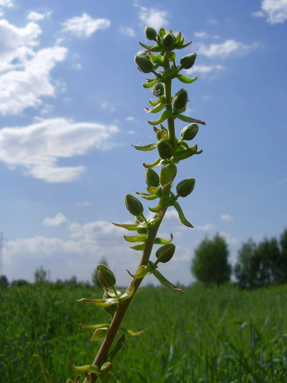 Image of Yellowhorn