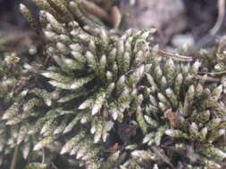 Image of silvergreen bryum moss