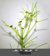 Image of Stonewort