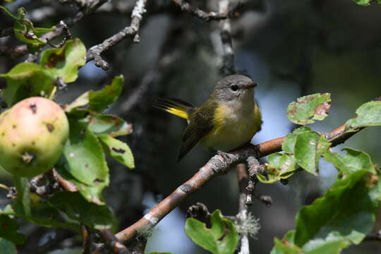 Image of American Redstart