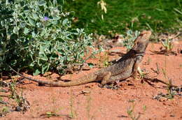 Image of Central bearded dragon