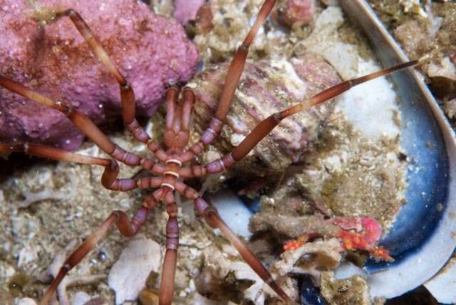 Image of sea spider