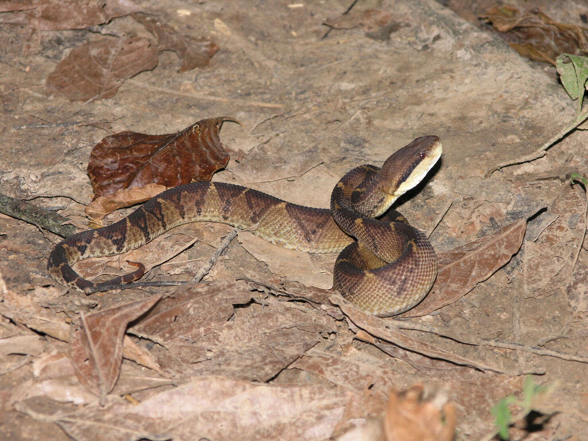 Image of Central American bushmaster