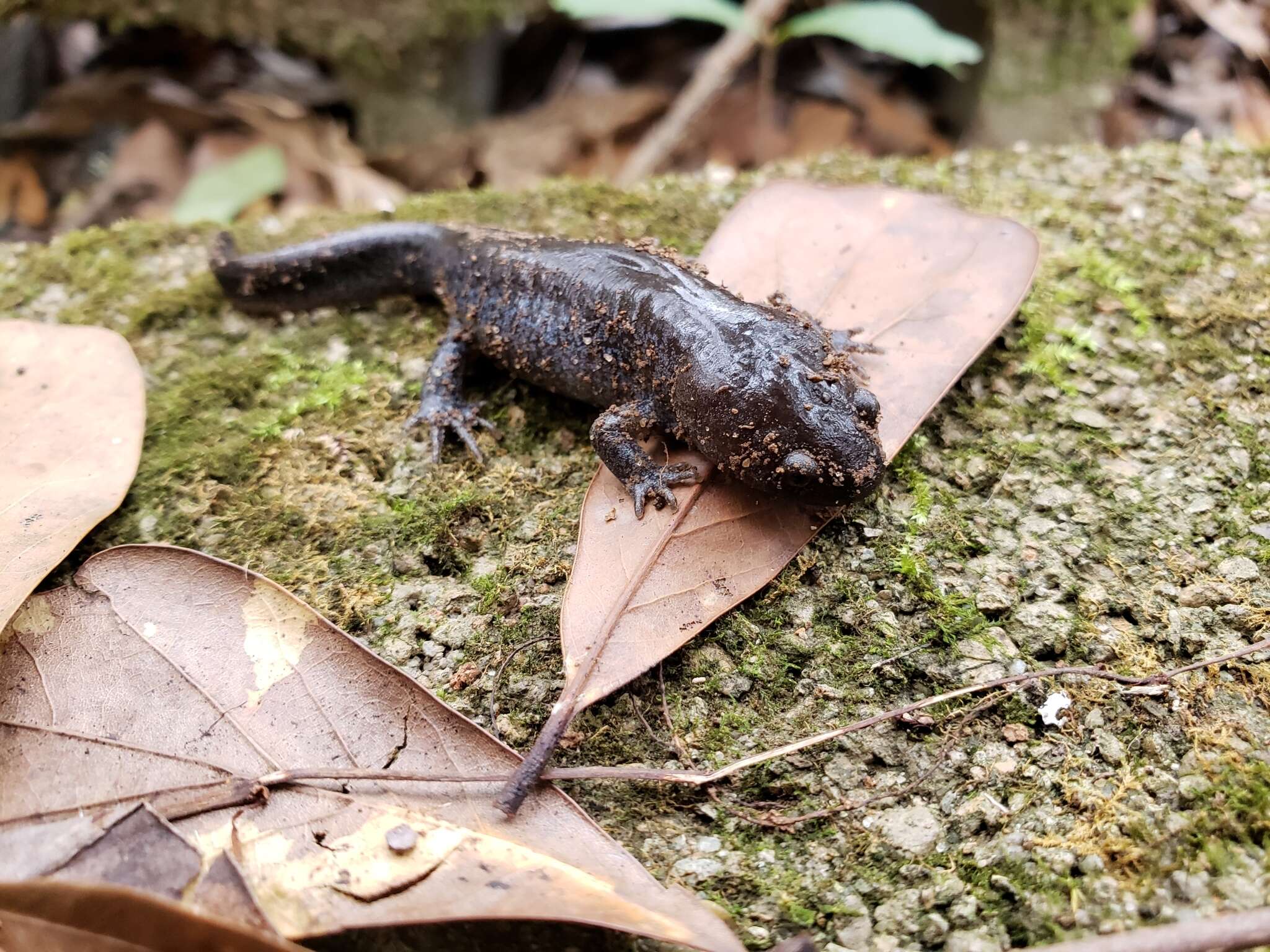 Image of Mole Salamander