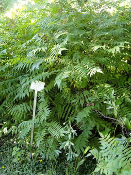 Image of Sorbaria grandiflora