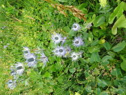 Eryngium alpinum L. resmi