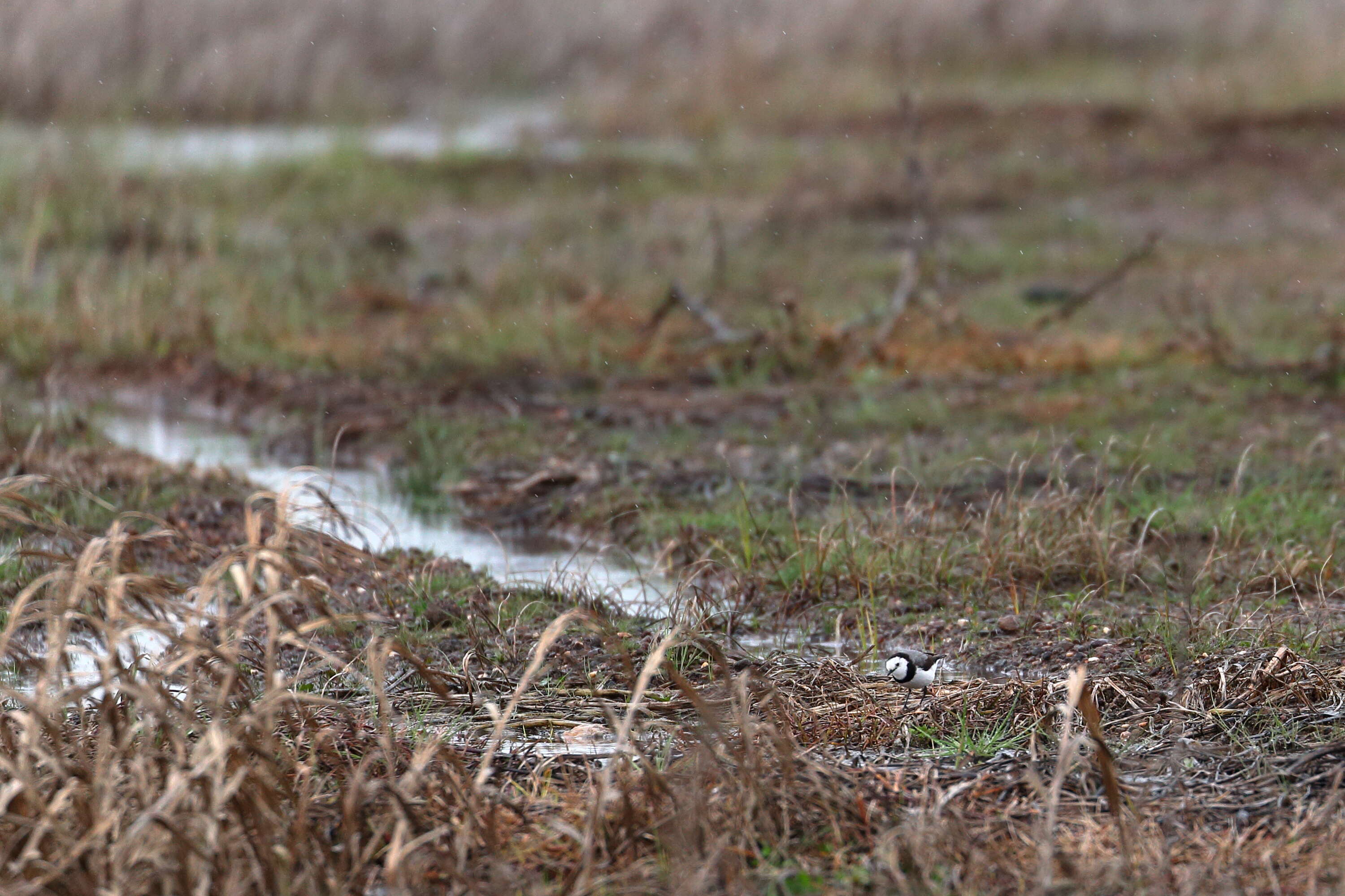 Image of White-fronted Chat