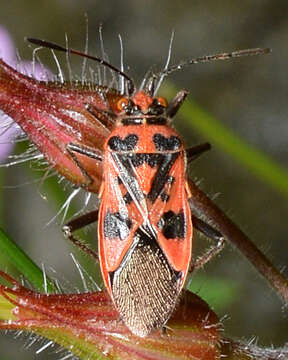 Image of black & red squash bug