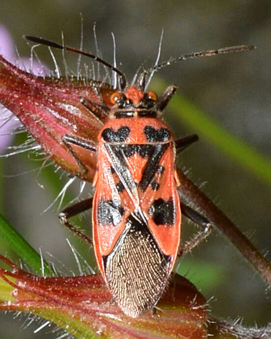 Image of black & red squash bug