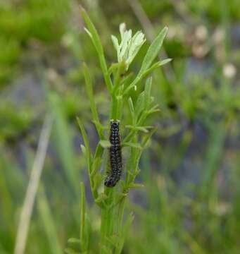 Oenanthe fistulosa L.的圖片