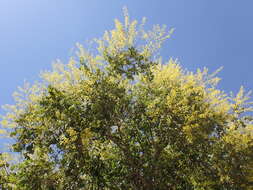 Image of Golden-rain tree