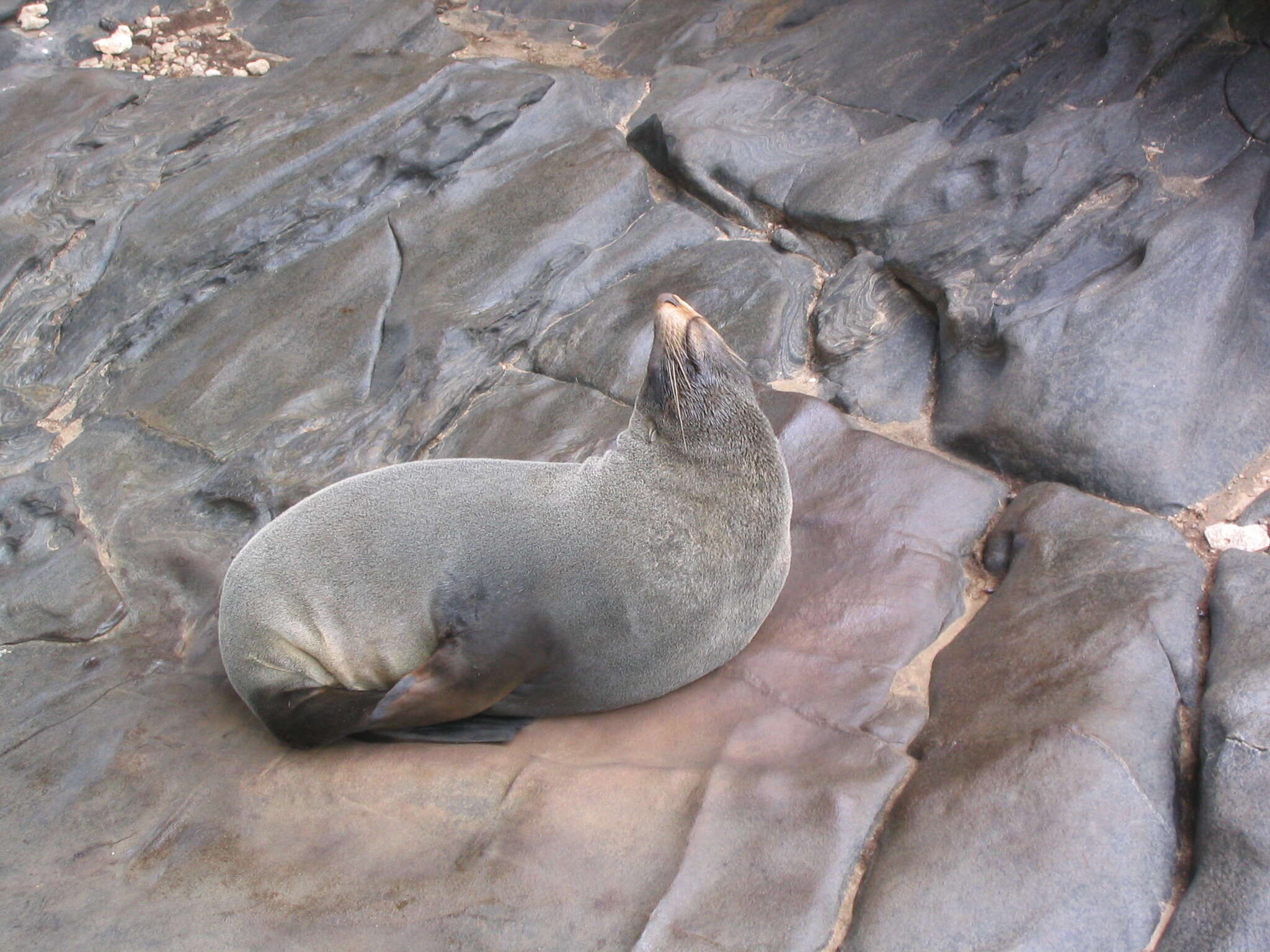 Image of Antipodean Fur Seal