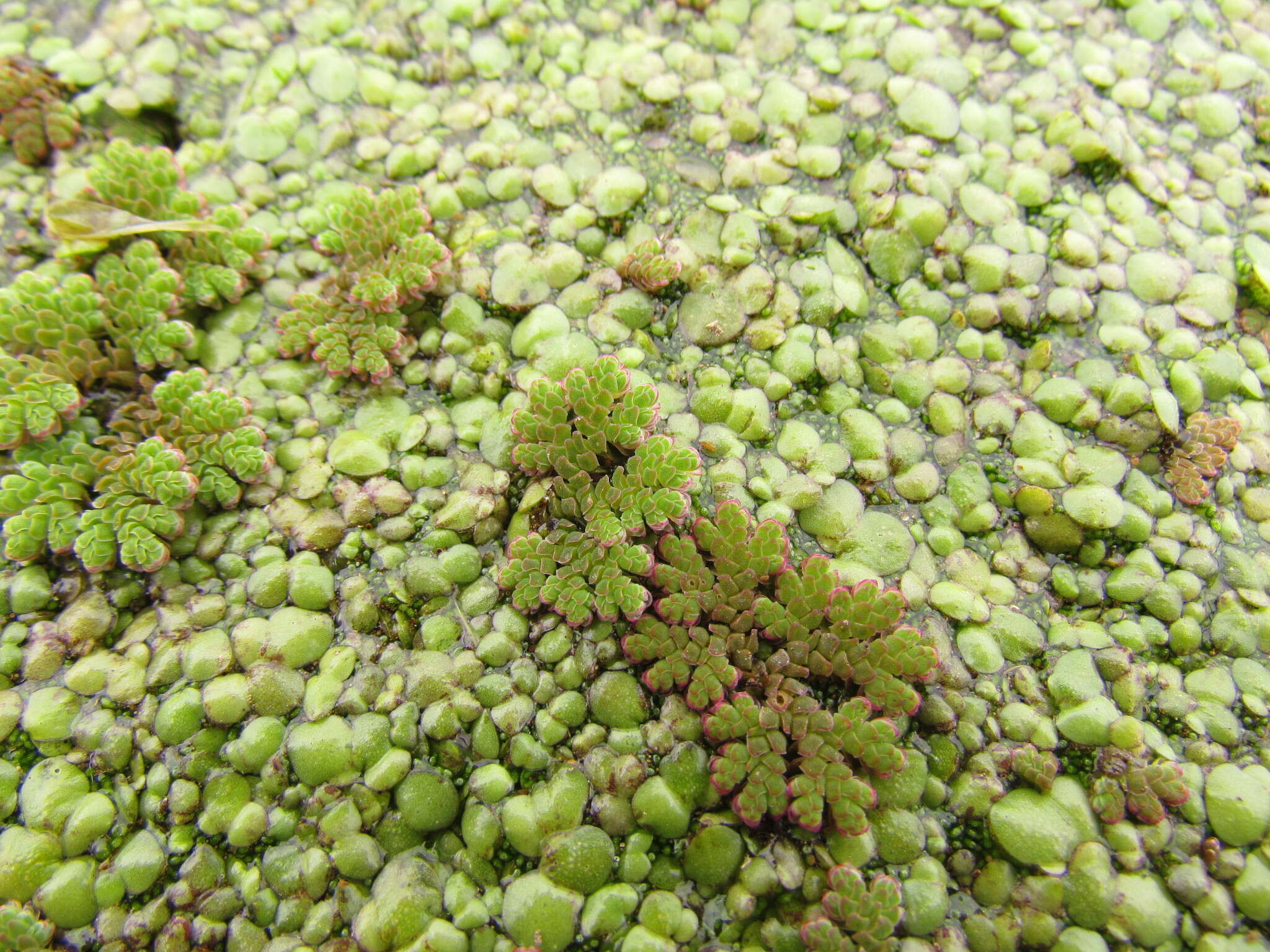 صورة Azolla filiculoides Lam.