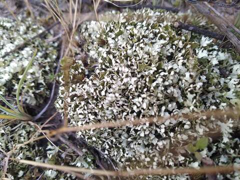 Image of Cladonia foliacea (Huds.) Willd.