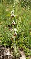 Image of Ophrys holosericea